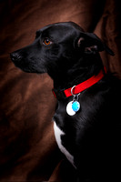 Parker Selzer dog portrait by Jay Weise-5569