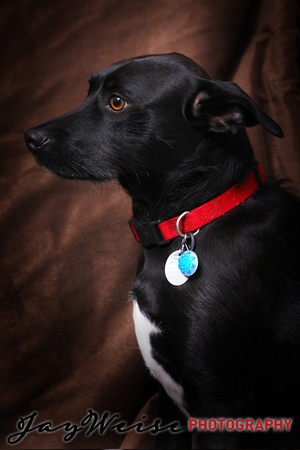 Parker Selzer dog portrait by Jay Weise-5569