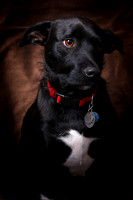 Parker Selzer dog portrait by Jay Weise-5584