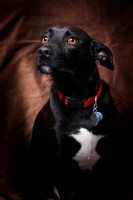 Parker Selzer dog portrait by Jay Weise-5579