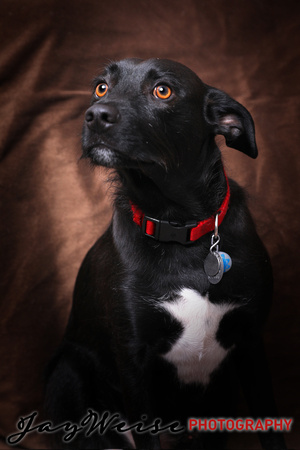 Parker Selzer dog portrait by Jay Weise-5579