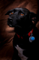 Parker Selzer dog portrait by Jay Weise-5567