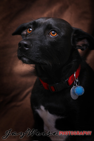 Parker Selzer dog portrait by Jay Weise-5567