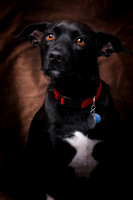 Parker Selzer dog portrait by Jay Weise-5582