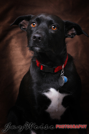 Parker Selzer dog portrait by Jay Weise-5582