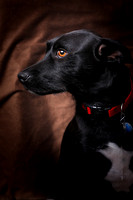 Parker Selzer dog portrait by Jay Weise-5580
